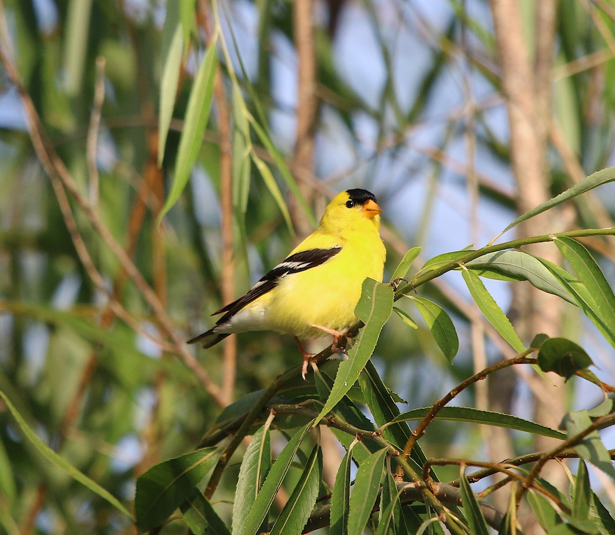American Goldfinch - ML253312081