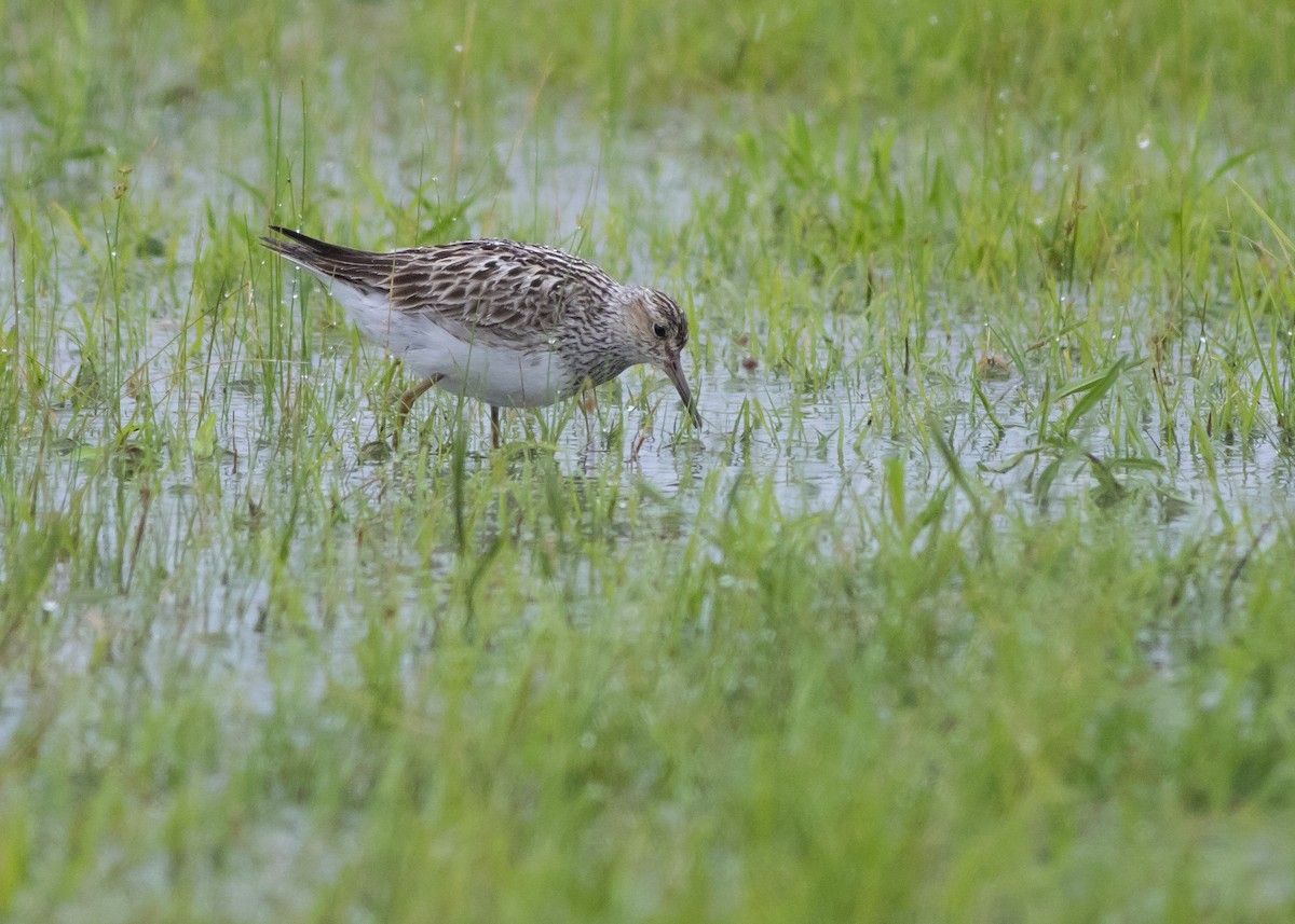 Pectoral Sandpiper - ML253312111