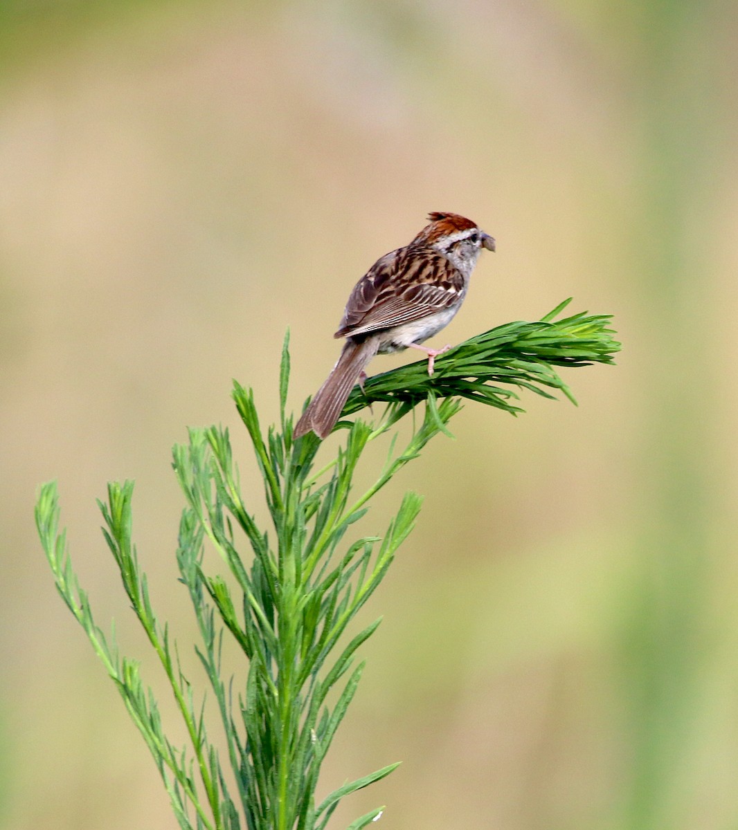 Chipping Sparrow - ML253312451