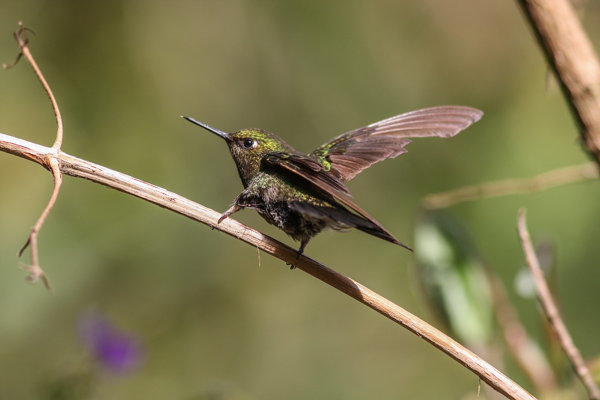 kolibřík dřišťálový - ML253313041