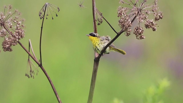 カオグロアメリカムシクイ - ML253314071