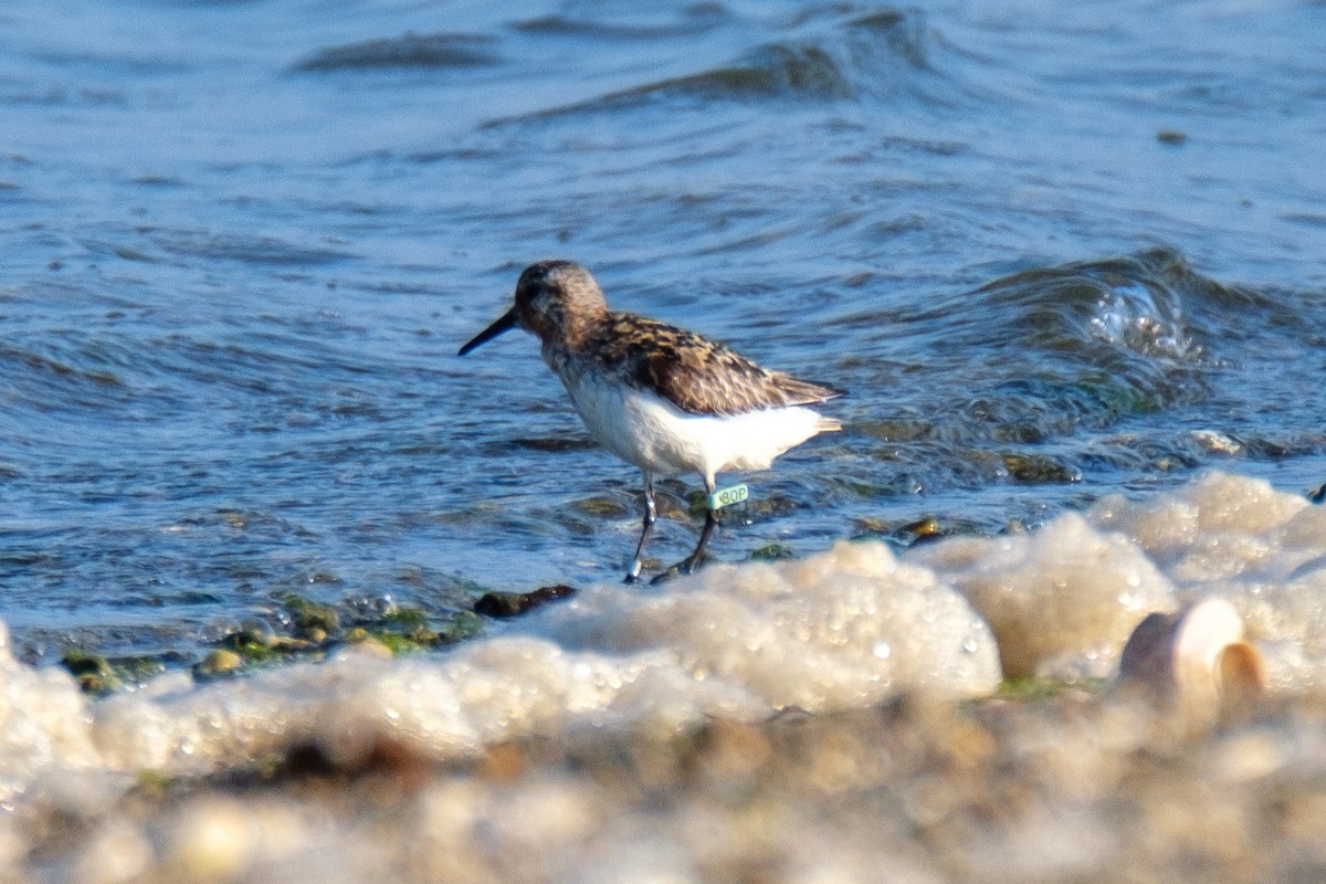 Sanderling - Scott Dresser