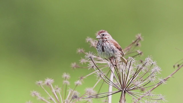 Song Sparrow - ML253316271