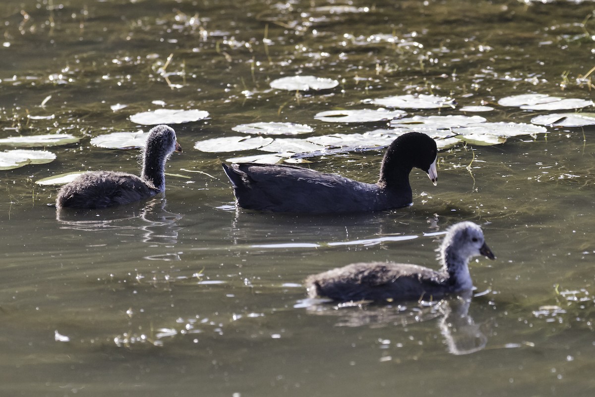 American Coot - ML253316581