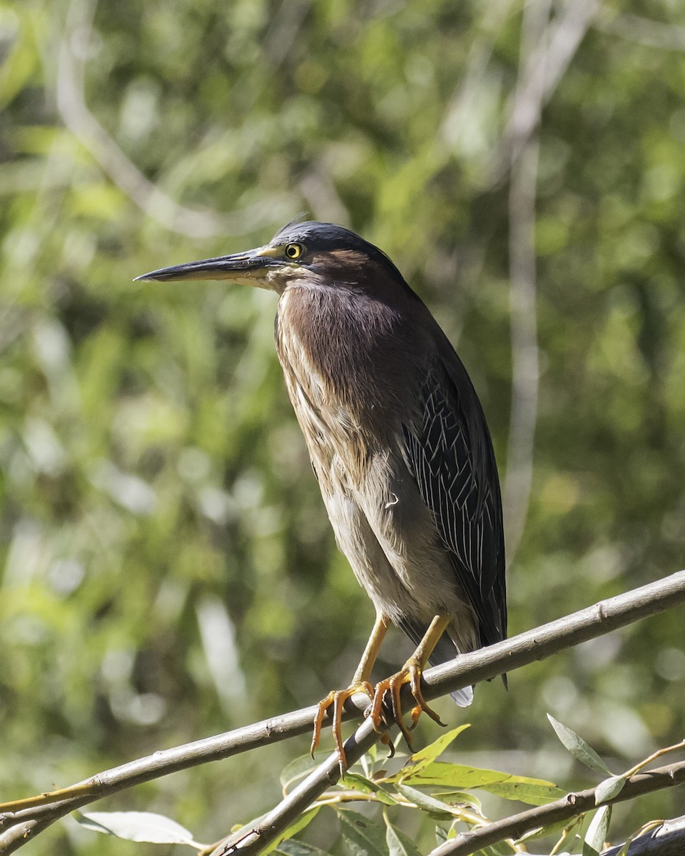 volavka zelenavá - ML253316651