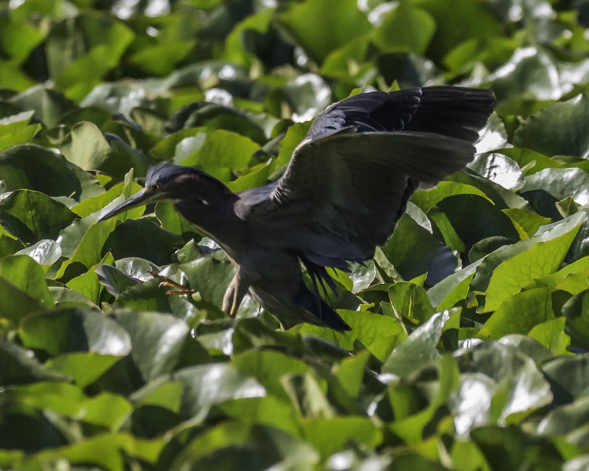 volavka zelenavá - ML253316671