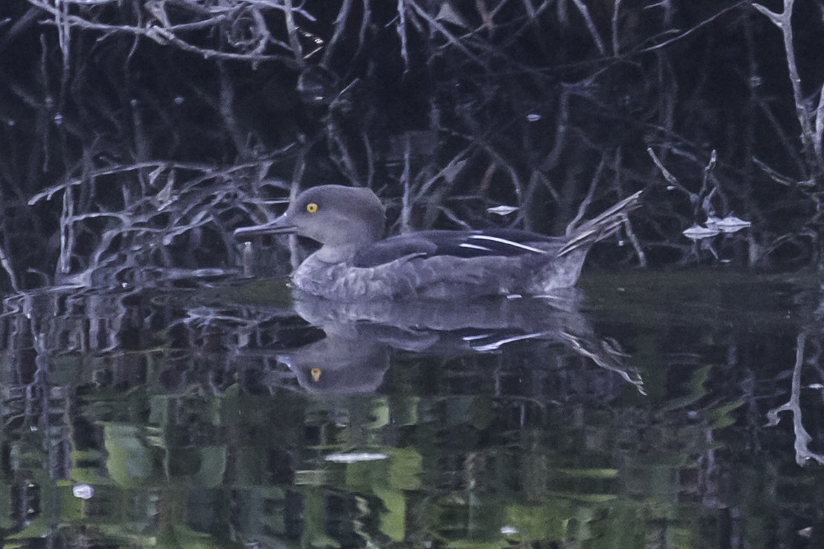 morčák chocholatý - ML253316761