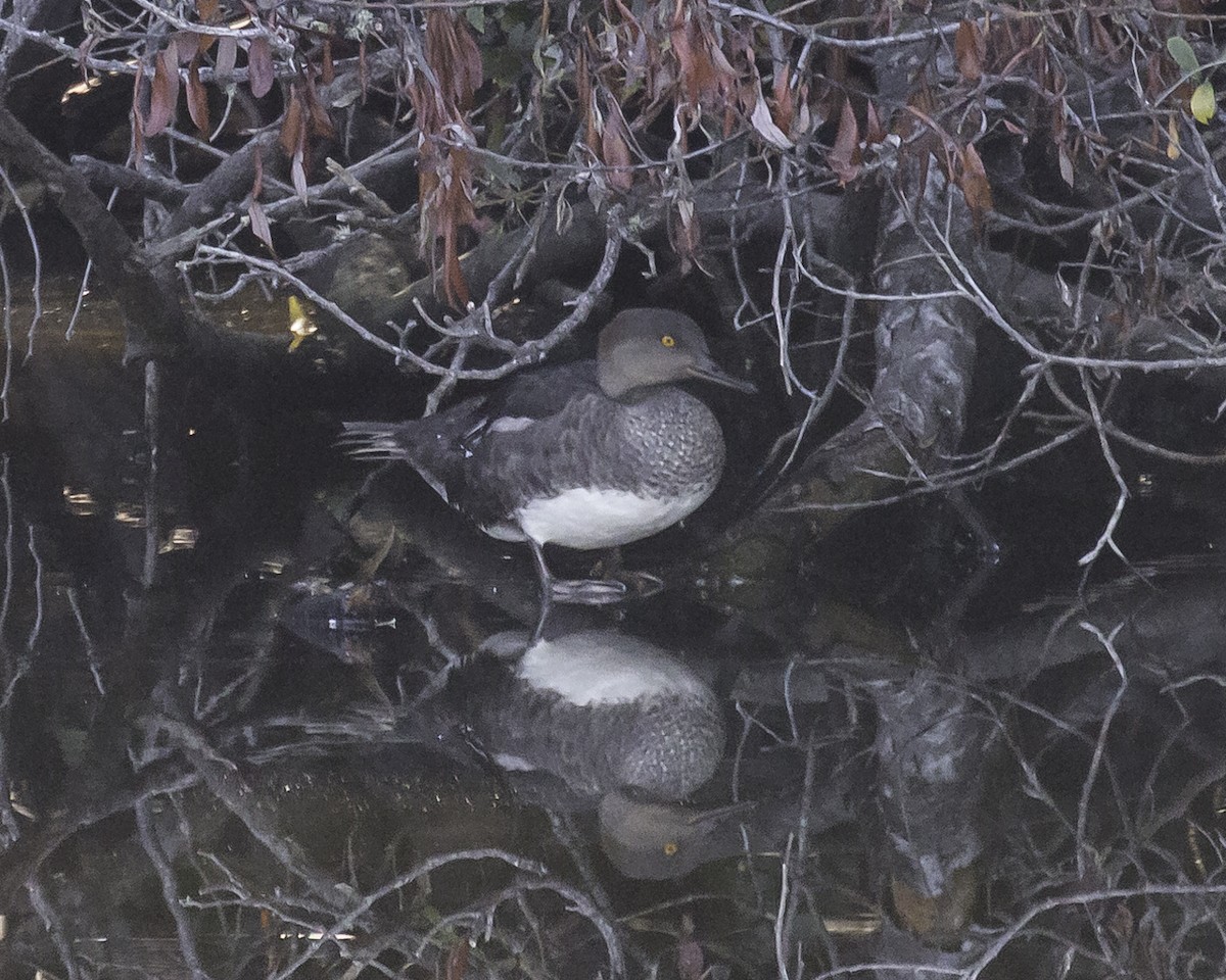 Hooded Merganser - ML253316781