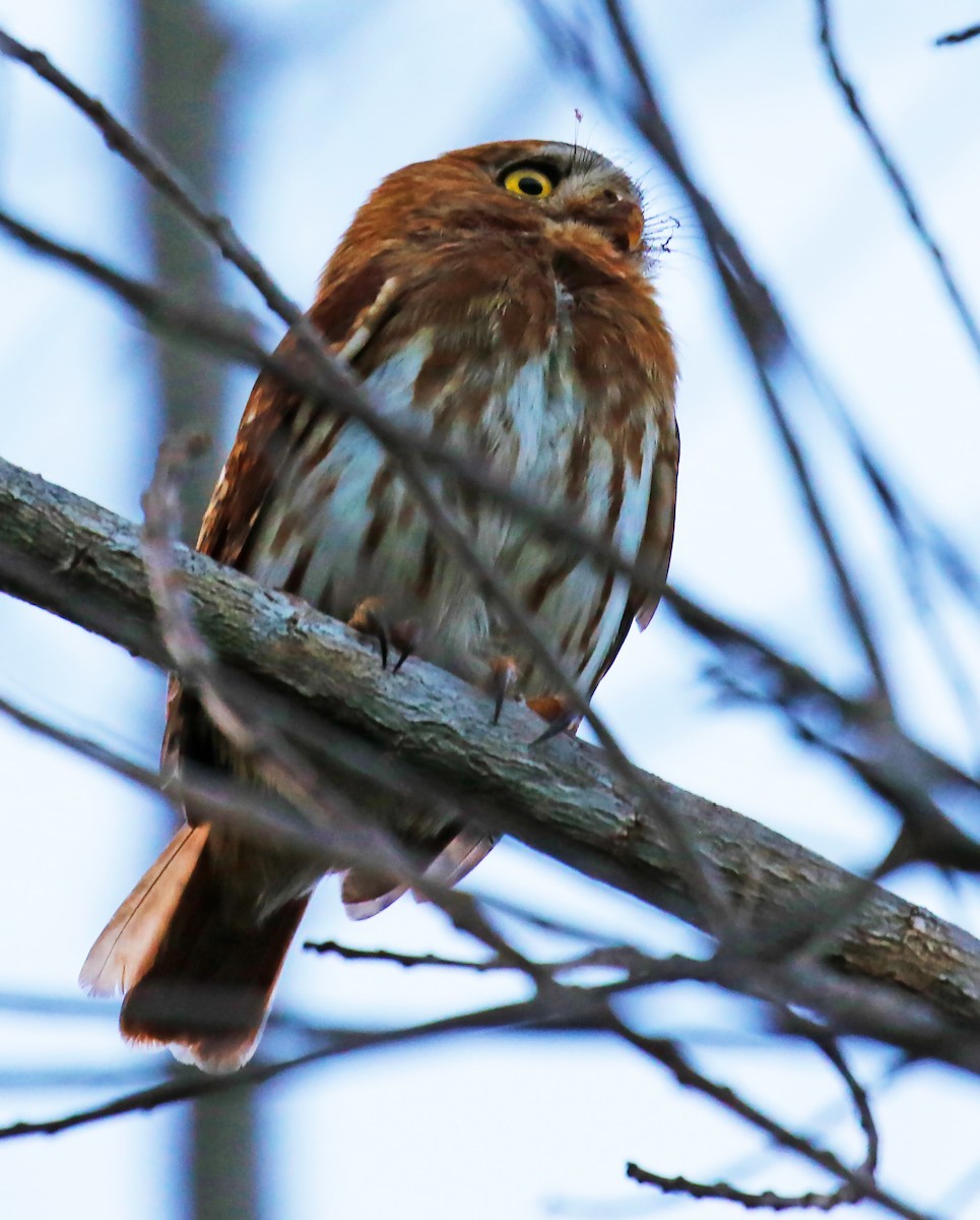 Ferruginous Pygmy-Owl - olivia graves