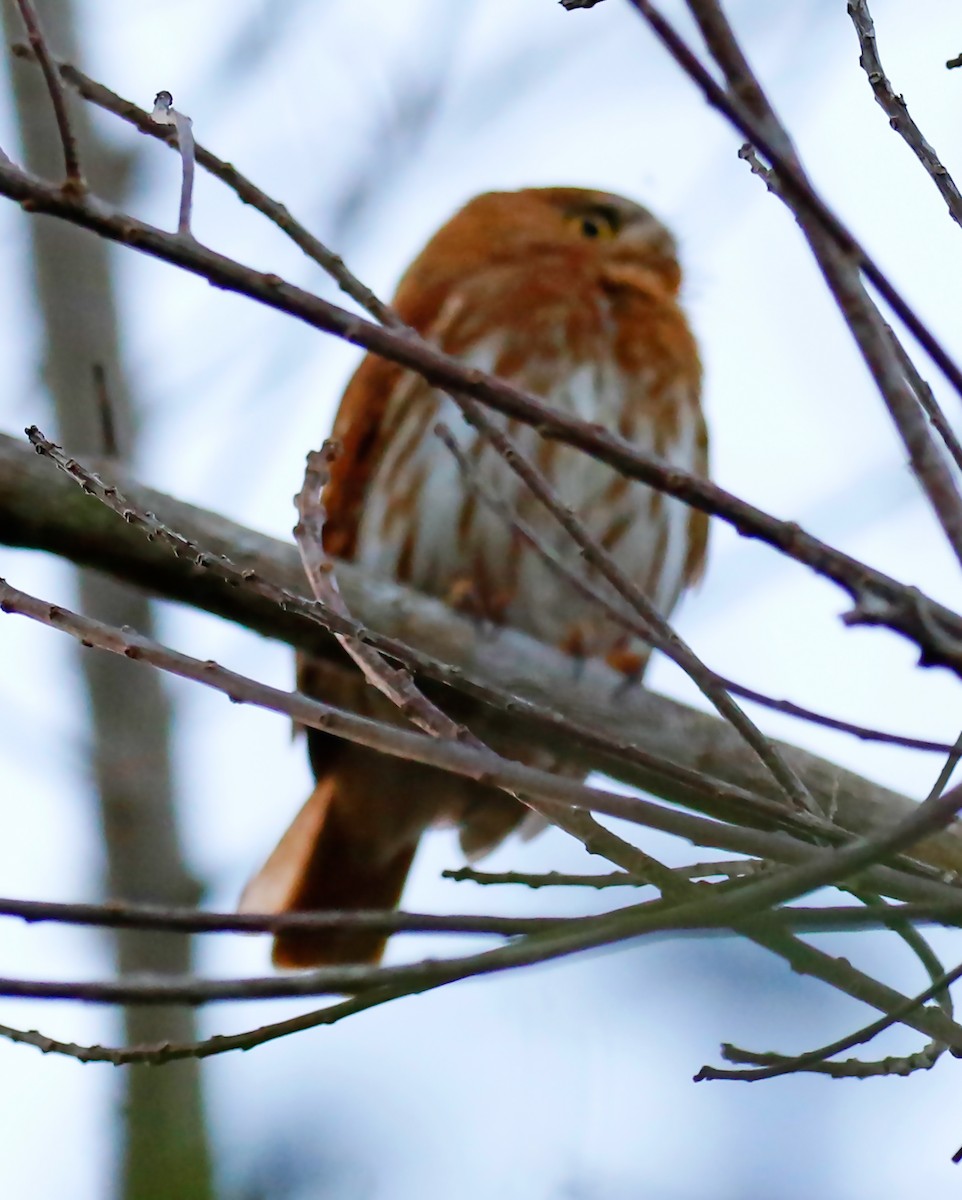 Ferruginous Pygmy-Owl - ML253317991