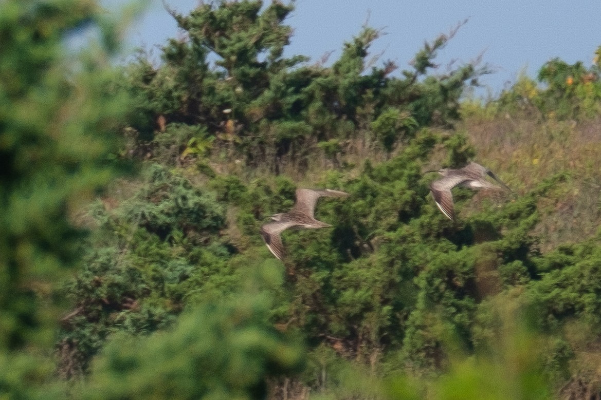 Regenbrachvogel - ML253319351