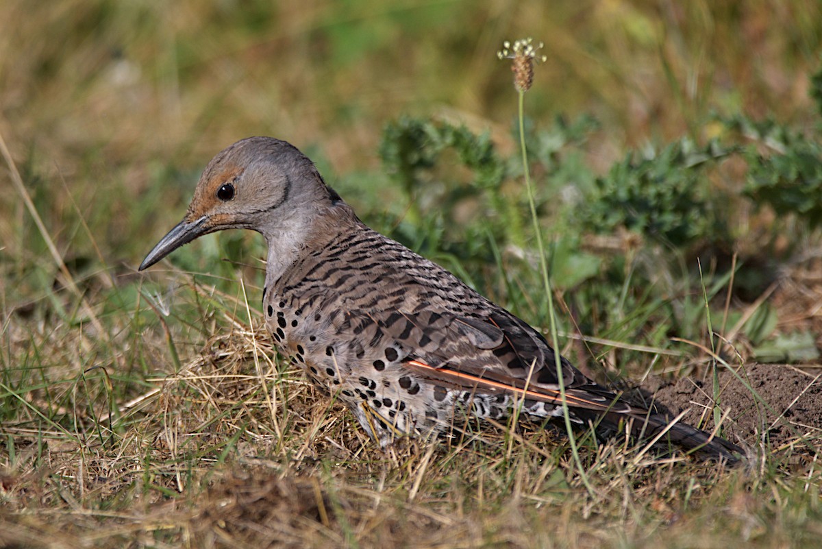 Northern Flicker (Red-shafted) - ML253319361