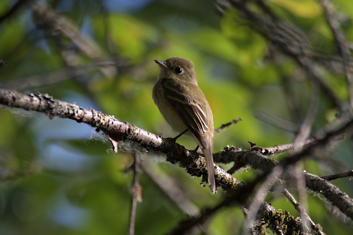 Western Flycatcher (Pacific-slope) - ML253319481