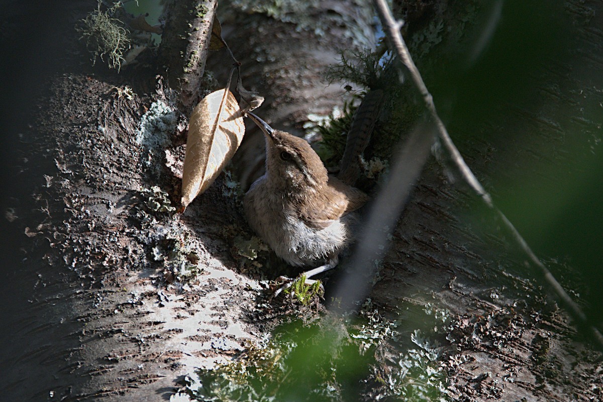 Bewick's Wren - ML253319541