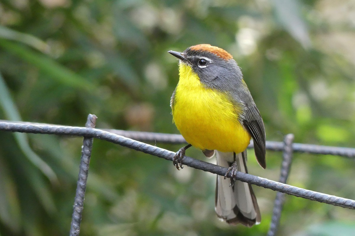 Brown-capped Redstart - Jorge  Quiroga