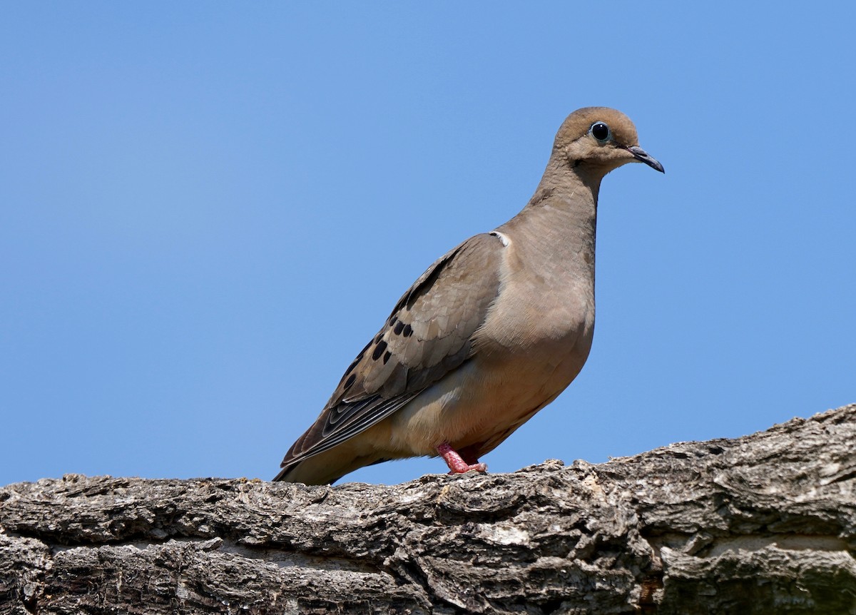 Mourning Dove - ML253321991