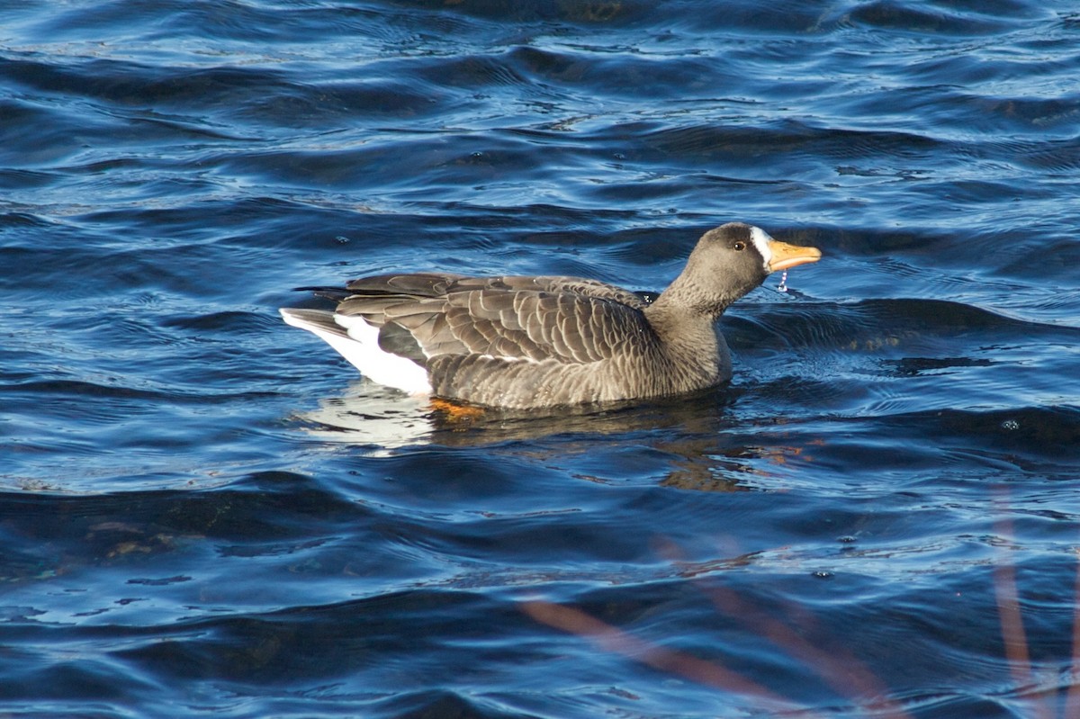 Greater White-fronted Goose - ML253322561