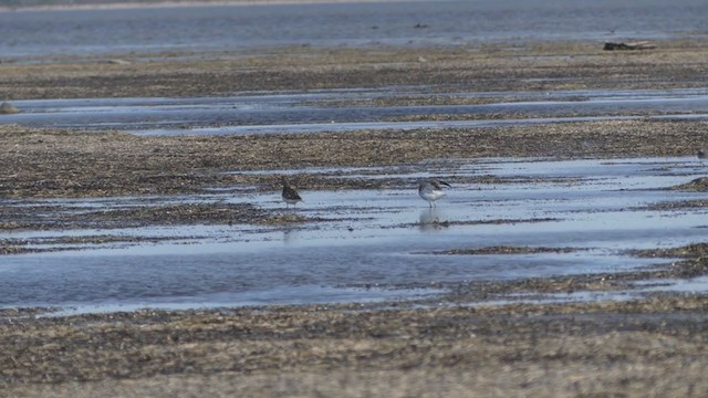 Nordmann's Greenshank - ML253322691