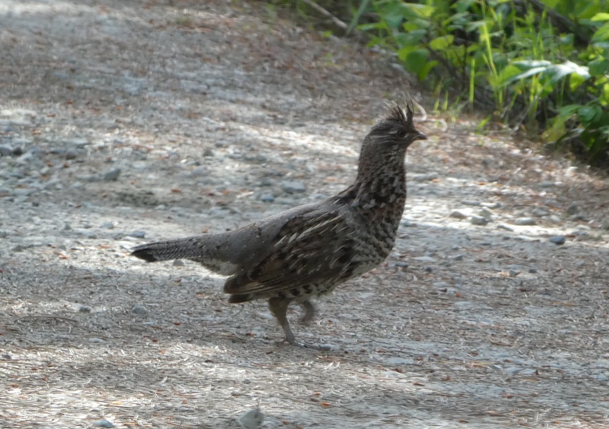 Ruffed Grouse - ML253323121