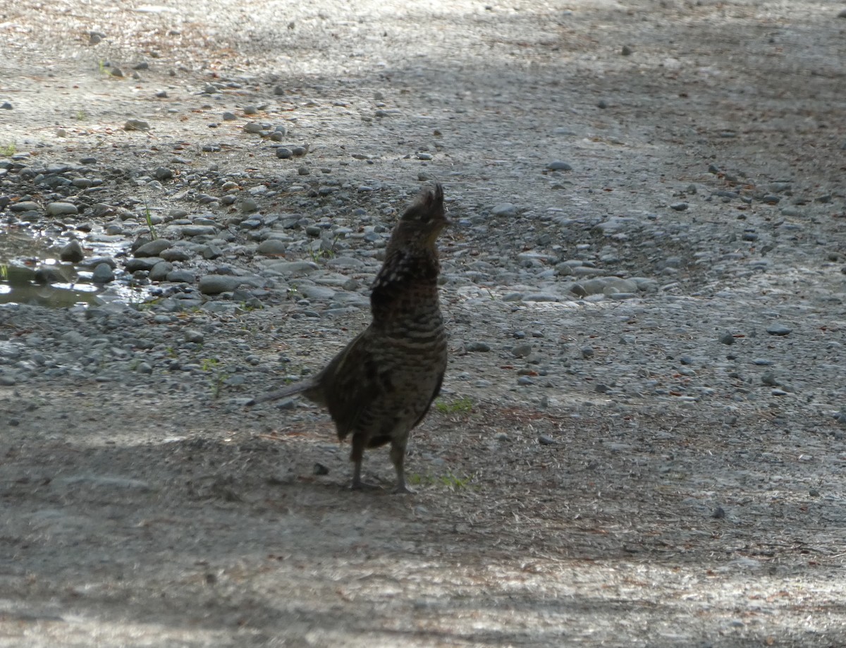 Ruffed Grouse - ML253323161