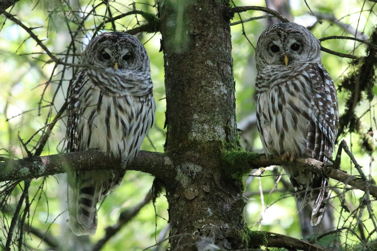 Barred Owl - ML253324221