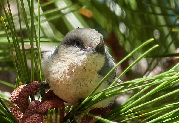 Pygmy Nuthatch - ML253324611