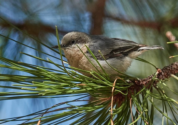 Pygmy Nuthatch - Anonymous