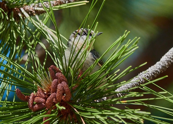 Pygmy Nuthatch - Anonymous