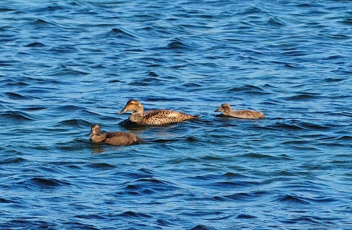 Common Eider - ML253325331