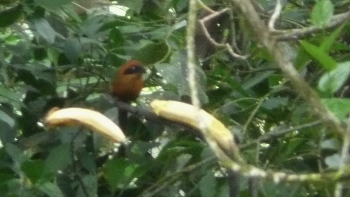 kanelmotmot - ML253326261