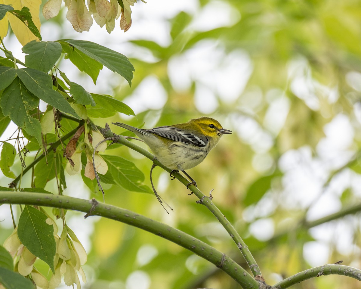 Black-throated Green Warbler - David Howe & Rosanne Dawson