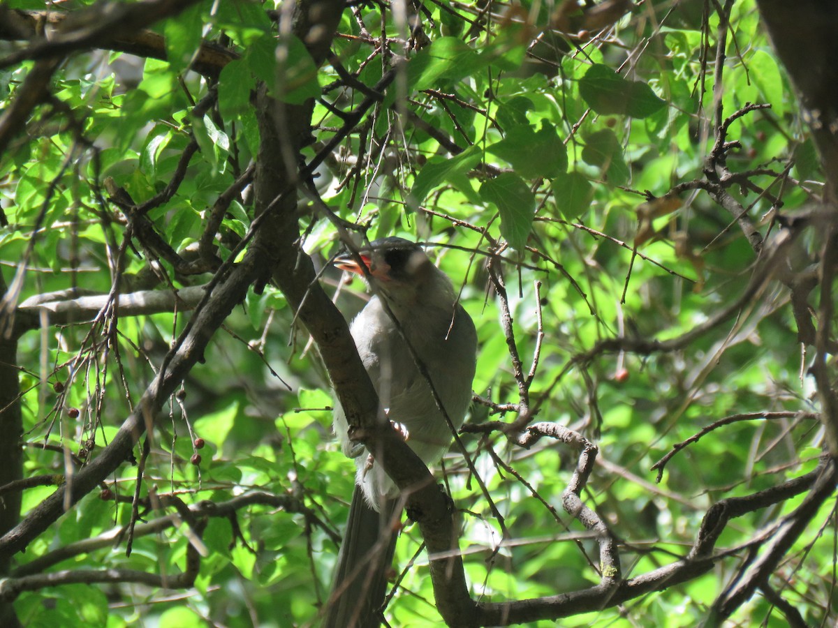 Mexican Jay - ML253327911