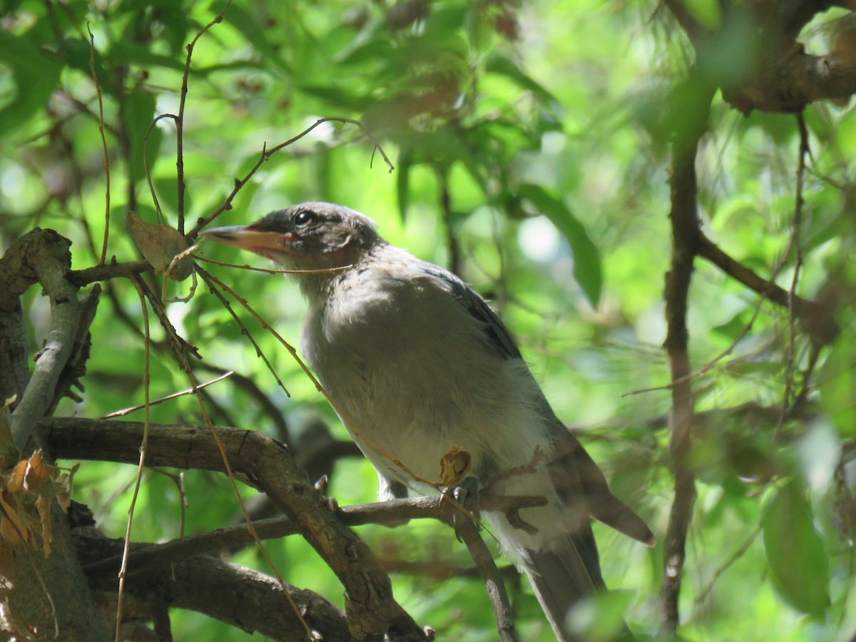 Mexican Jay - Oscar Enrique López Bujanda