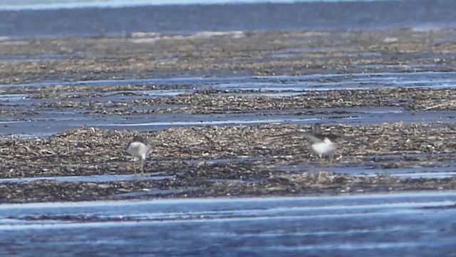 Nordmann's Greenshank - ML253328151