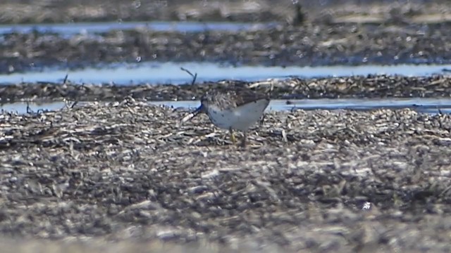 Nordmann's Greenshank - ML253328171