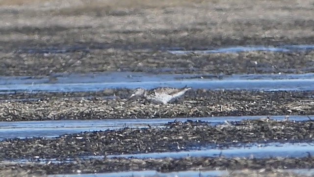 Nordmann's Greenshank - ML253328191