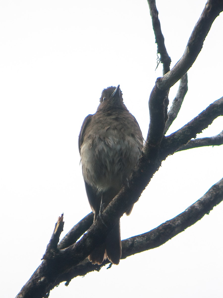 Rose-collared Piha - Nick Athanas