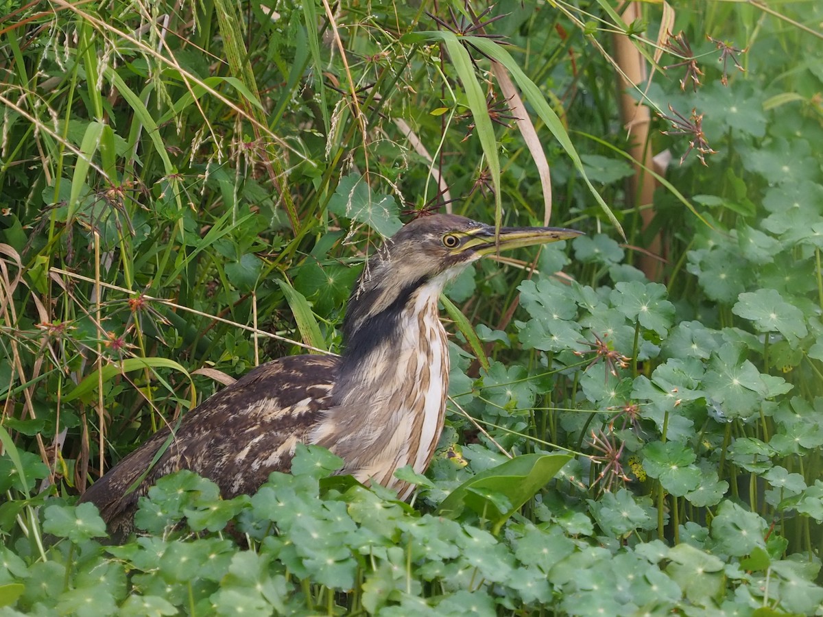 American Bittern - ML253329311