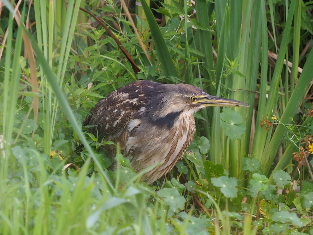 American Bittern - ML253329341