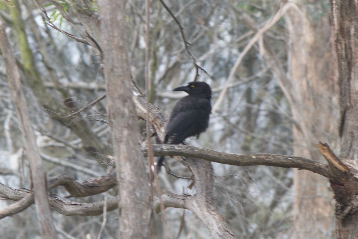 Gray Currawong (Clinking) - Cory Gregory