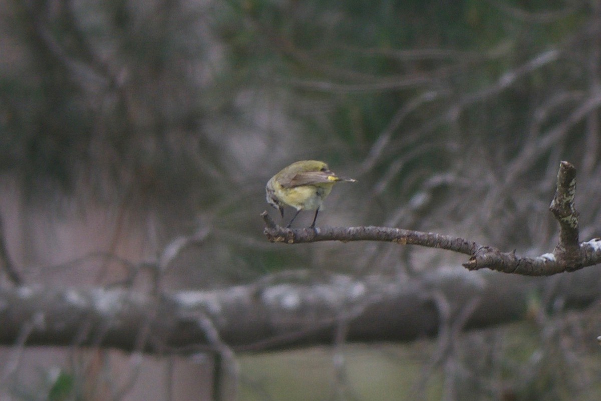 Yellow-rumped Thornbill - Cory Gregory