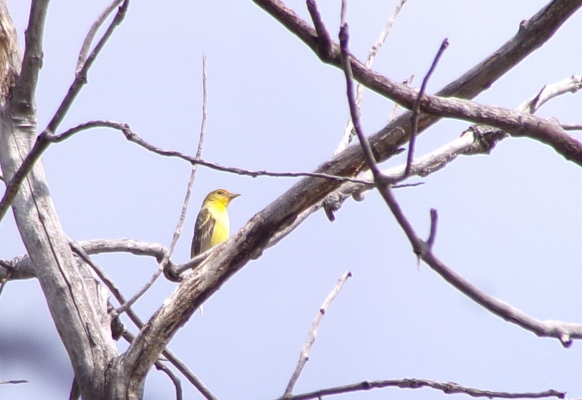 Western Tanager - ML253330461