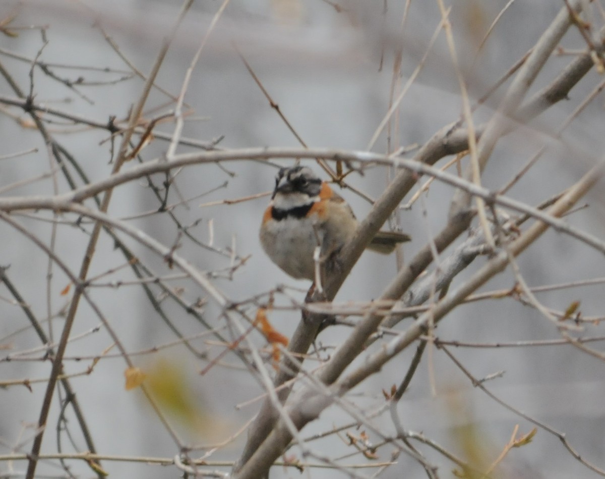 Rufous-collared Sparrow - ML253330471