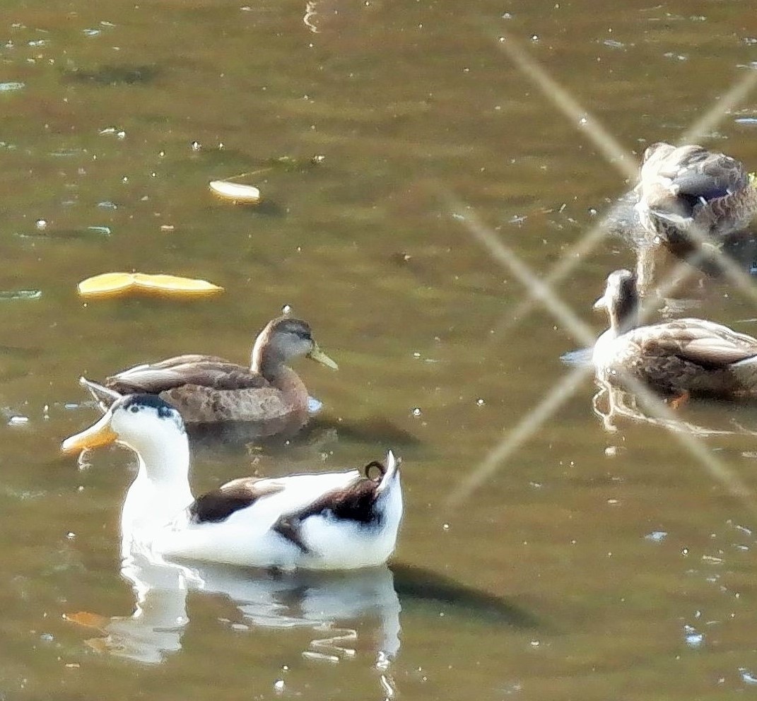 duck sp. - ML253331331