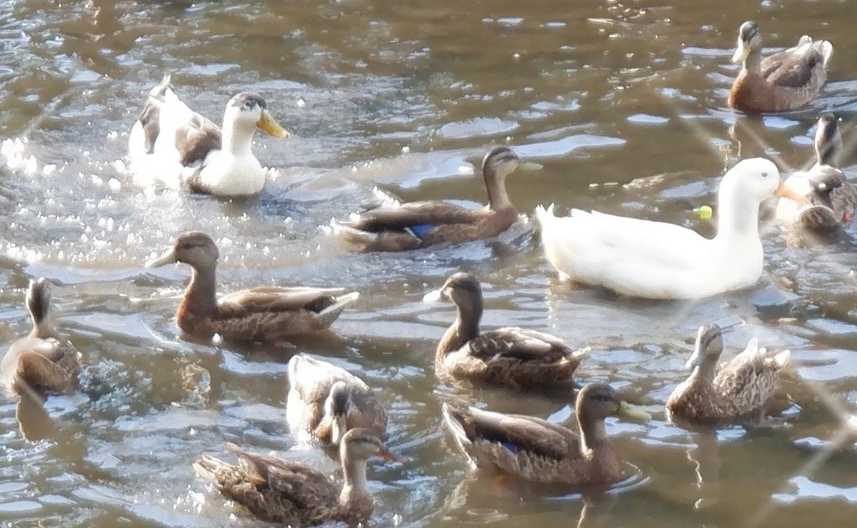 duck sp. - ML253331361