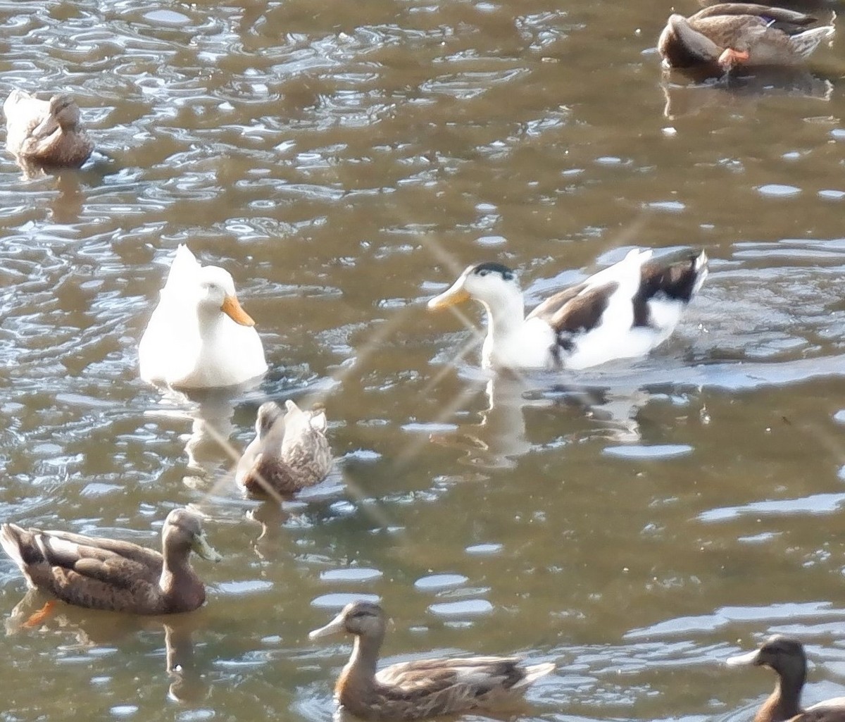 duck sp. - ML253331381
