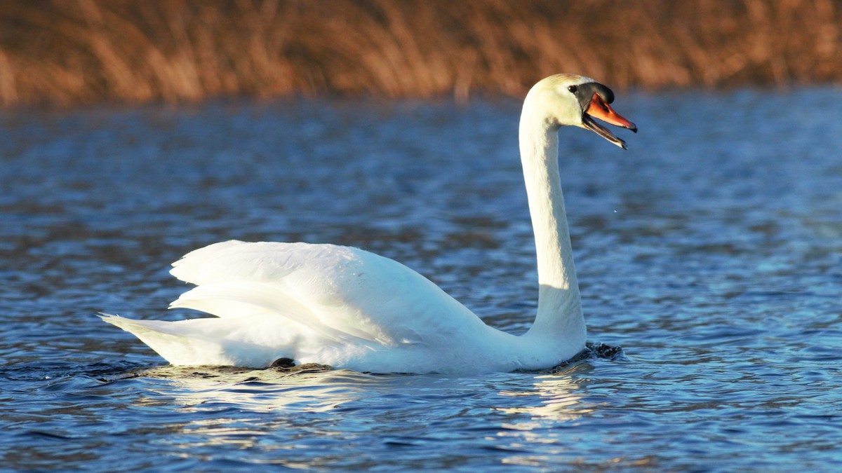 Mute Swan - Rick Folkening