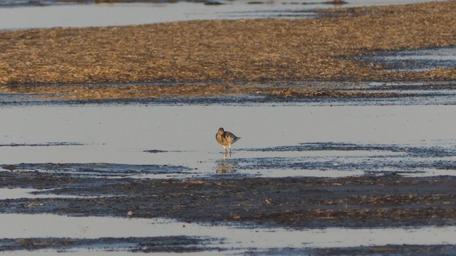 Nordmann's Greenshank - ML253332301