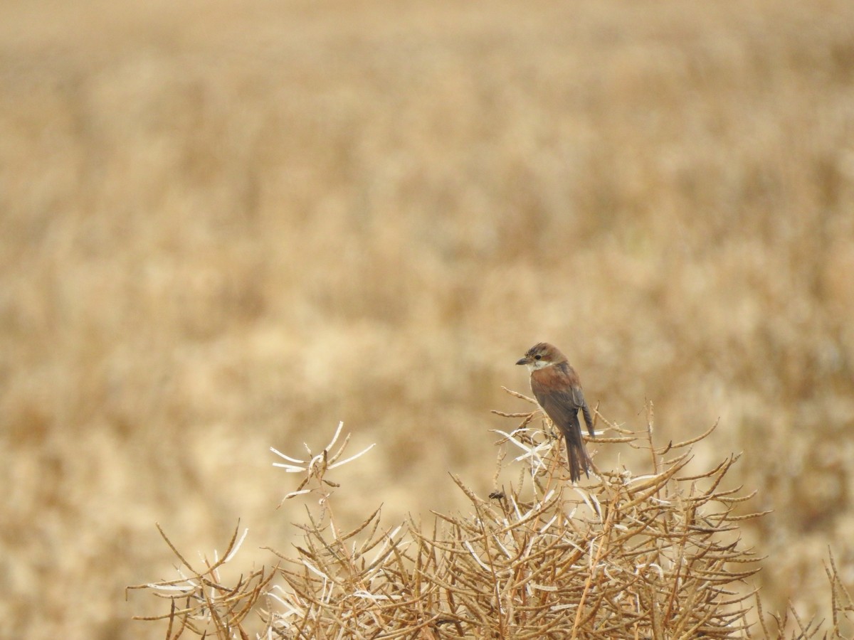 Red-backed Shrike - ML253332651