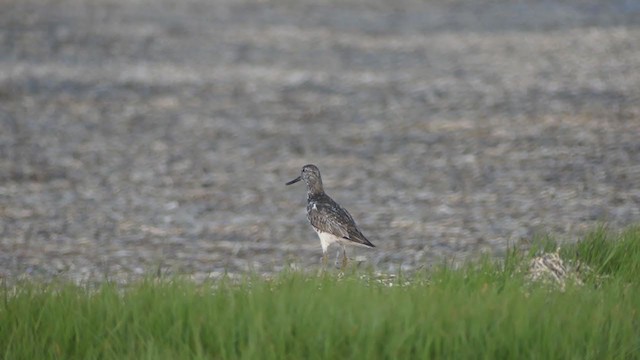 Nordmann's Greenshank - ML253332691